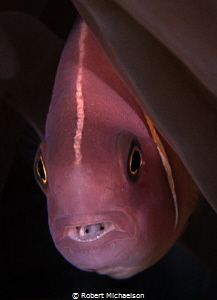 Tongue eating louse in pink clownfish. Nikon D90, dual st... by Robert Michaelson 
